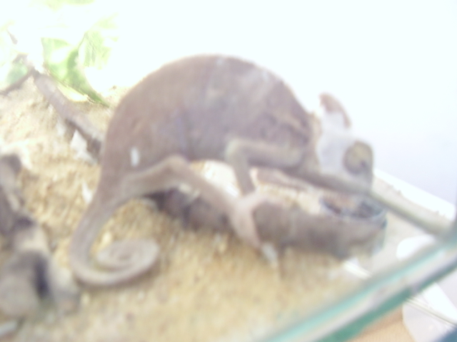 chameleón